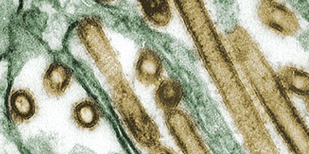 Influenza A(H5) virus: A potential pandemic threat