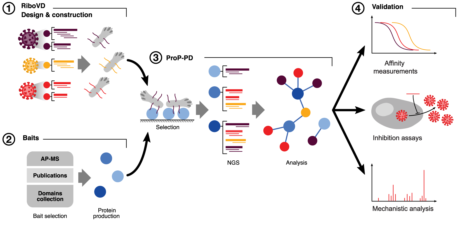 Host factor interaction between human G3BP proteins and SARS-CoV-2 N-protein could represent an antiviral target