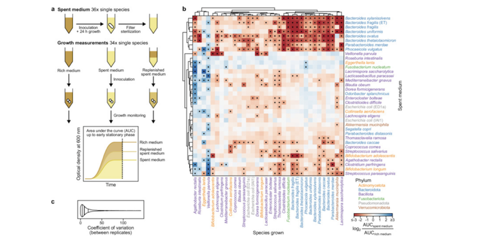 Investigating growth interactions in the human gut microbiome