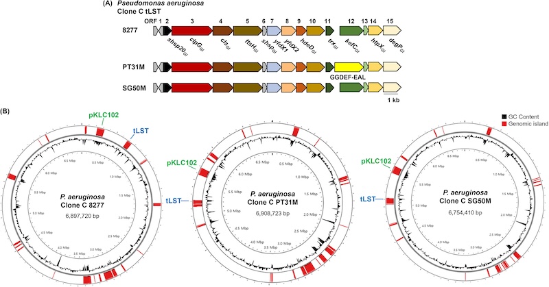 Expanding the genomic landscape of Pseudomonas aeruginosa clone C