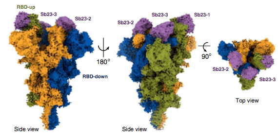 Synthetic nanobodies are easy to produce and can effectively neutralize SARS-CoV-2