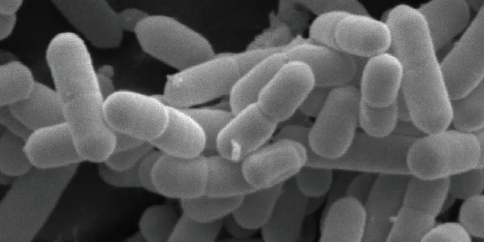 Listeria (September  2025)