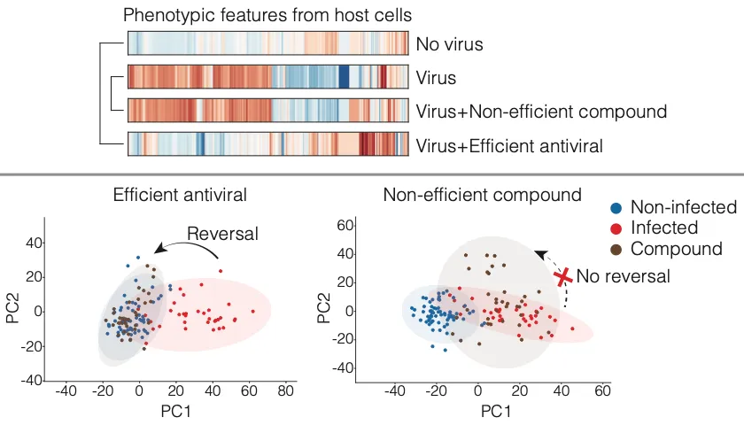 New phenomics method for antiviral drug discovery may help to fight COVID-19