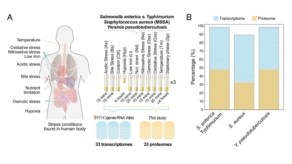 How bacterial stress responses reshape the relationship between mRNA and protein levels