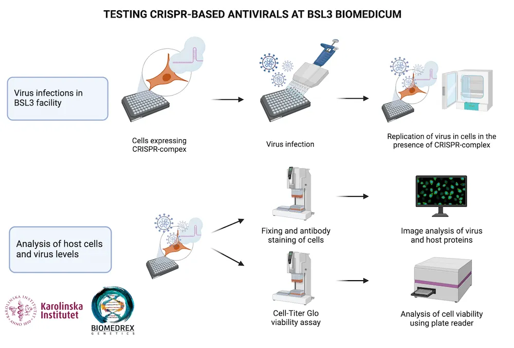 Testing CRISPR-based antivirals at BSL3 Biomedicum