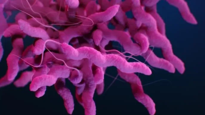 Campylobacter (June 2026-)