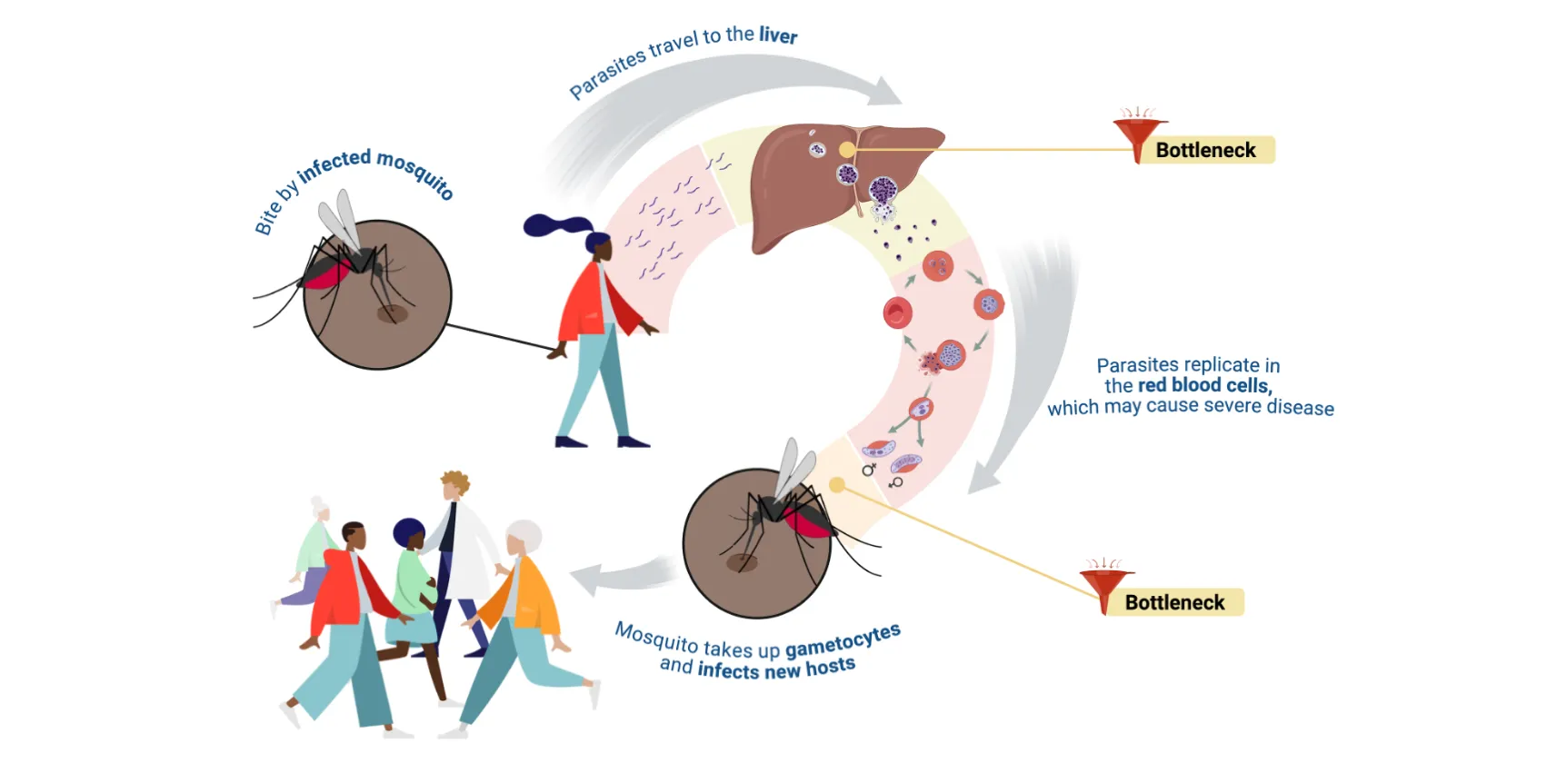 Mind the gap: how high-resolution omics is transforming our understanding of malaria transmission biology