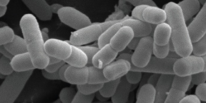 Outbreak of Listeria in Sweden